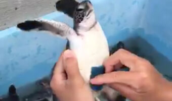 「磨きやすいように、前肢はちゃんと上にあげるよ」ウミガメの入浴シーンが超可愛い