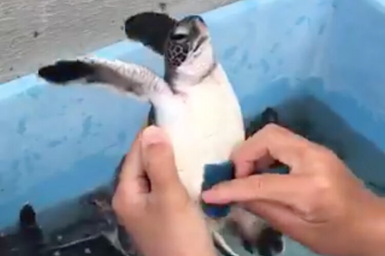 「磨きやすいように、前肢はちゃんと上にあげるよ」ウミガメの入浴シーンが超可愛い