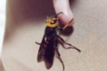 愛情たっぷり注いだスズメバチのウーチャン。こんなにも人に懐く