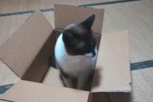 「猫ちゃんお利口に留守番お願いね」しかし帰宅したら段ボールが無残な姿に...！