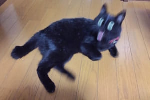 『#ねこの写真ヘタクソ選手権』祭り2019！ブサ可愛いニャンコの写真【13枚】