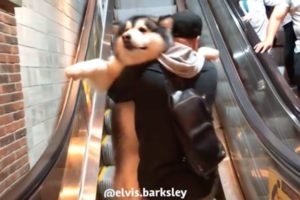 抱っこされている姿がお人形さんみたい！飼い主に甘えるアラスカン・マラミュートが超可愛い