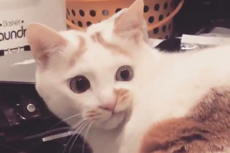 腹立つぅぅ!けどなんだか憎めない!ニヒルに笑う猫の表情をとらえた動画に思わずクスッ
