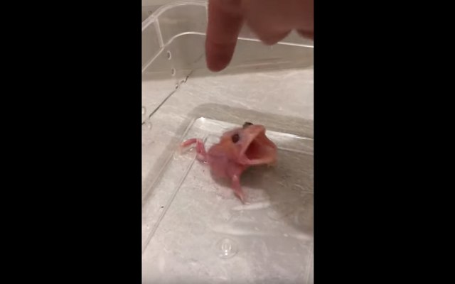 キモカワ 超貴重なアルビノのカエルが香港で撮影され話題に Fundo