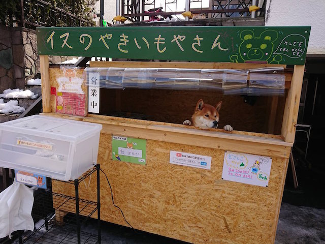 わんわんが焼き芋売ってる 犬のおまわりさんならぬ 犬の焼き芋屋さんが超絶カワイイ Fundo