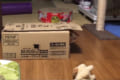 「ぬいぐるみ取りたい!…でも今入ってる箱から出たくない!」という猫の動作がユーモラス