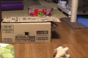 「ぬいぐるみ取りたい！…でも今入ってる箱から出たくない！」という猫の動作がユーモラス