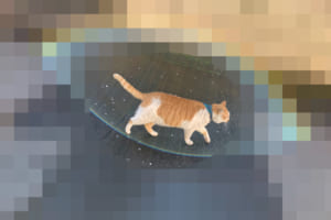 トコトコ…と歩いているだけなのに虹が！？“神々しいまでのオーラ”を放った猫が注目の的