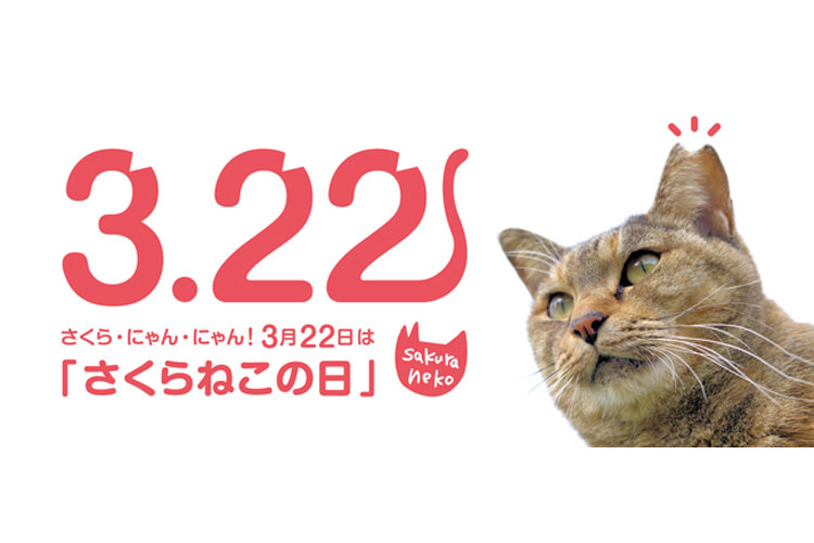 花びら型の耳は不妊手術済の目印!猫の殺処分ゼロを目指し、3月22日を「さくらねこの日」に制定