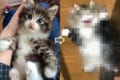 「信じるか信じないかはあなた次第…」子猫“タビちゃん”の成長を示す写真に衝撃