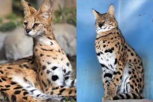 ちょっぴり間抜けな姿が可愛い！首を伸び縮みさせるサーバルキャットがまるでフクロウみたい（笑）