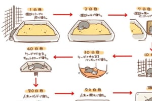 だんだん家族になっていく…拾ってきた猫ちゃんが心を開いていく様子を描いたイラストにほっこり