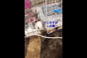 嘘だろおい(笑) ゲージから顔を出すうさちゃんが、この後まさかの行動に…！？