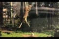 【動画】圧巻!新しい玩具に興奮したサーバルキャット、ものすごいジャンプを連発する