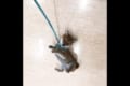 か…可愛い!こちらの『携帯ストラップみたいな柴犬』の現在の姿に驚き