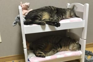 やめて、お腹痛い…(笑)ドールベッドを占領するニャンコたちの表情に腹筋崩壊