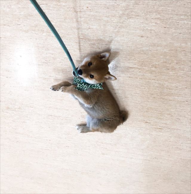 か 可愛い こちらの 携帯ストラップみたいな柴犬 の現在の姿に驚き Fundo
