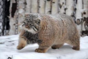 ぽっちゃりしていて足が短い… “アライグマのようにも見えるニャンコ”が話題に