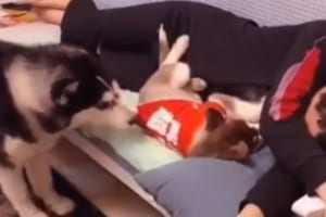 「そこは僕の場所だワン！」子犬を引きずり下ろして飼い主の横のスペースを強引に確保
