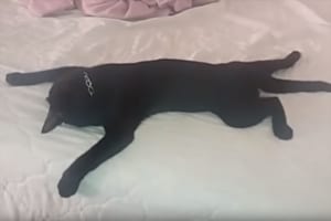 「中に人間が入っているんじゃないか？」まるで人間のような寝相をするニャンコが面白い