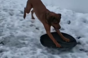 イイイィーヤッホーーイッ！雪の上を“何か”を使って滑走！ワンコはやっぱり賢かった