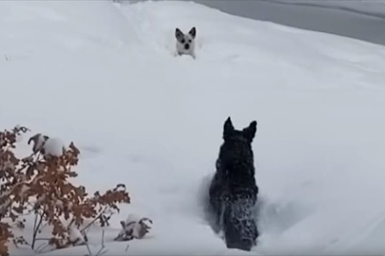 「なんて頼もしいんだ」「友情を感じる」雪に埋もれて脱出できない小型犬を大型犬が見事に救出!