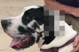 飼い主が何気なく投稿した愛犬の写真に多くの反響…耳がすごいことになっていた！