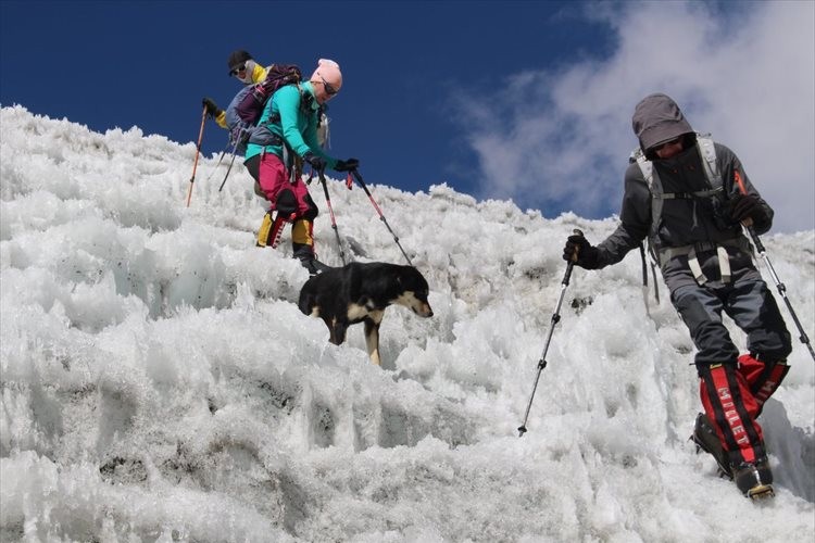 登山隊の後に付いてきた野良犬が、そのままヒマラヤ登頂に成功してしまう