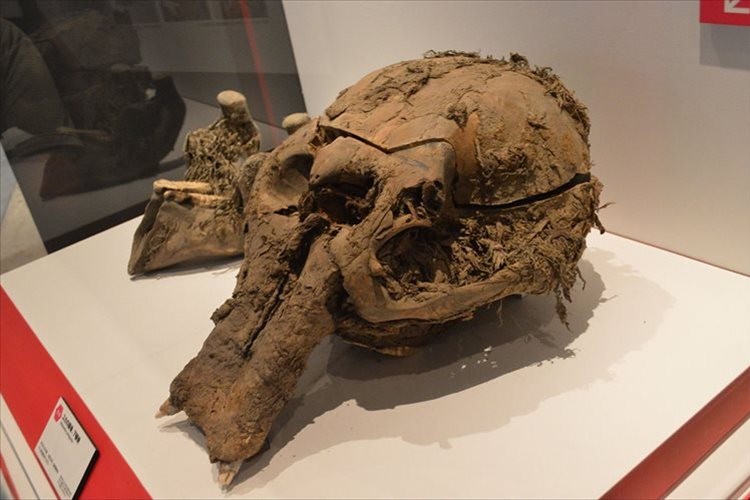 マンモス復活か!?マンモスの化石から回収した細胞核が動く
