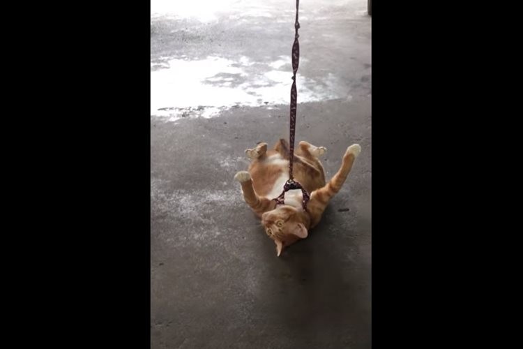 「まだまだお散歩したいニャ!」帰り道だと気づいたニャンコが仰向けになって抵抗するも…