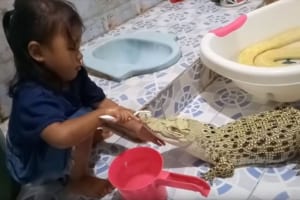 小さな女の子がペットのワニの歯みがき…ワニは目をつぶって気持ち良さそう♪