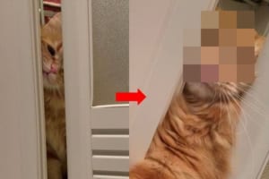 何がなんでも一緒にいたい！お風呂にいる飼い主さんの所へ行こうと必死なニャンコが可愛すぎる♪