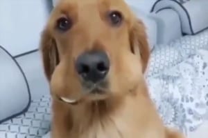台所にあった2つのゆで卵が消えた！？隠しきれなかった犯人は・・・リアクションがかわいい愛犬！？