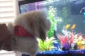 これは“エア犬かき”!?愛犬に熱帯魚を見せた時のリアクションが可愛らしい♪
