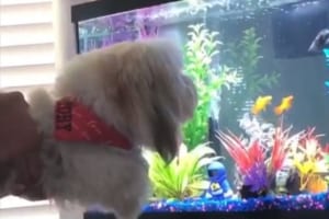 これは“エア犬かき”！？愛犬に熱帯魚を見せた時のリアクションが可愛らしい♪