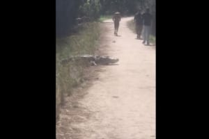 目の前にいる大きなワニに全く気づかないジョギング中の男性…接近すると予想外の展開に！