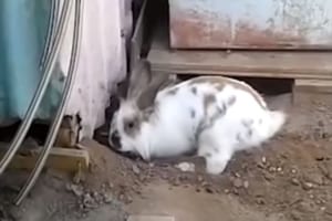 種を超えた友情！小屋から出られないニャンコを救うため、ウサギが必死に穴掘りを開始！