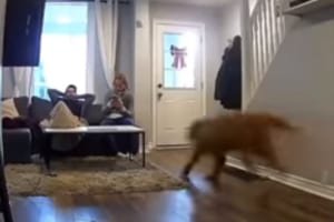 気持ちが子犬の頃のままだとこうなる！？大型犬が飼い主に対して行った行動が話題に