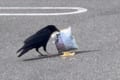 袋を開けてポテチを食べるカラスは賢いなぁと眺めていると、風が吹いてポテチが!あわあわと慌てるカラスがかわいい!