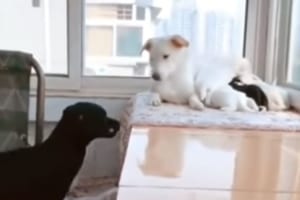 授乳中の母犬に対して、父犬が見せた愛のあふれる行動にグッとくる