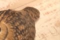 「変わった猫ですね」宅配のお兄さんに猫と間違えられた"フクロウ"