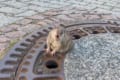 お〜い!誰か助けて〜!太りすぎてマンホールにはまってしまったネズミの救出劇が話題に