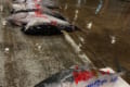 あれ？これマグロじゃない…マグロの養殖生け簀に紛れ込んだとある魚が巨大魚となって市場へ