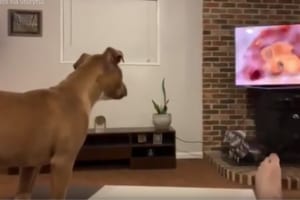 ワンコが映画「ライオンキング」をガン見。悲しいシーンに反応する姿が可愛い