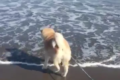 「まさか水が押し寄せてるなんて…！」初めて海を訪れた秋田犬の反応が超かわいい