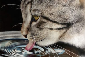 もう写真レベル！毛並みや飲み水までリアルに再現した"猫の絵"に驚きの声