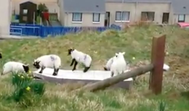 リアル ひつじのショーン 笑 捨てられたマットレスではしゃぐ羊たちがめちゃかわいい Fundo