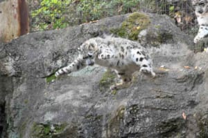 勇気をふりしぼって崖からダイブ！ユキヒョウの子どもが狩りの特訓に挑戦！母親のスパルタ教育で大変な表情に