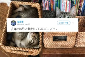 サイズが2倍でドヤ顔に！？子猫の頃から約10ヵ月…ある猫ちゃんの成長ぶりが激しいと話題