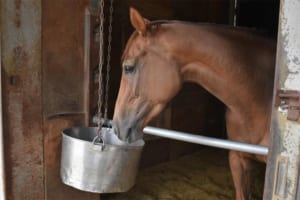 【ほっこり】エサを食べようとしない馬…飼い葉桶をのぞき込んで、いつまでも食べなかった理由とは？